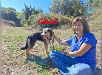 Cleo2 geb. 01/2025 (GRC) - freundliche Junghündin sucht ihr Körbchen!