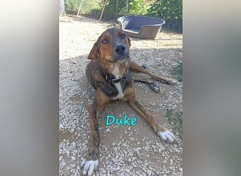 Duke geb. 02/2021 (GRC) - sensibler Rüde möchte endlich das Tierheim verlassen!