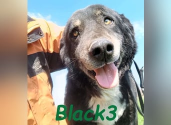 Black3 geb. 03/2019 (GRC) - sanfter, liebevoller und verschmuster Rüde!