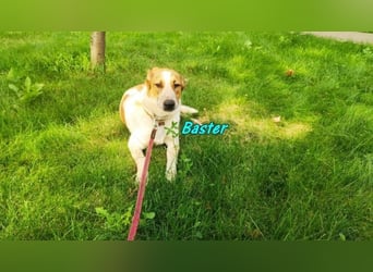Baster geb. 10/2021 (in Deutschland) - sportlicher, verschmuster und aufmerksamer Rüde!