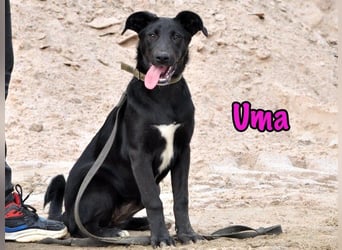Uma geb. 03/2025 - freundliche und liebevolle Junghündin!