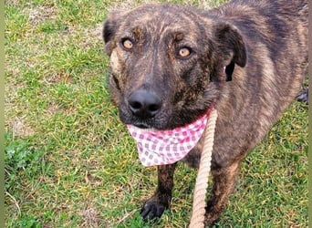 Sally6 geb. 2020 (GRC) - sanftmütige, ruhige und liebenswerte, wunderschöne Hündin!