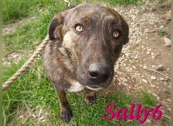 Sally6 geb. 2020 (GRC) - sanftmütige, ruhige und liebenswerte, wunderschöne Hündin!