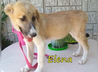Elena geb. 04/2026 (GRC) - wunderbares Hundemädchen sucht wunderbares Zuhause!