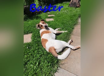 Baster geb. 10/2021 (in Deutschland) - sportlicher, verschmuster und aufmerksamer Rüde!