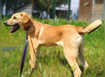 Petros3 geb. 12/2024 (GRC) - ausgeglichener, freundlicher und geselliger Welpe!