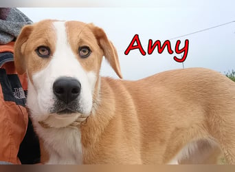 Amy geb. 11/2025 (GRC) - soziale + glückliche Maus sucht ihre eigene Familie!