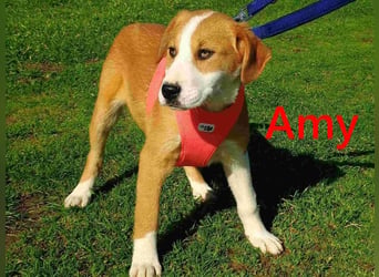 Amy geb. 11/2025 (GRC) - soziale + glückliche Maus sucht ihre eigene Familie!