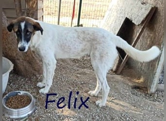 Felix geb. 02/2022 (GRC) - geselliger, verschmuster und freundlicher, junger Rüde!