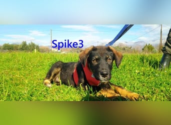 Spike3 geb. 11/2025 (GRC) - geselliges Hundebaby möchte in ein schönes Leben starten!