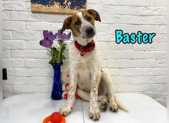 Baster geb. 10/2021 (in Deutschland) - sportlicher, verschmuster und aufmerksamer Rüde!