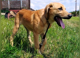 Petros3 geb. 12/2024 (GRC) - ausgeglichener, freundlicher und geselliger Welpe!