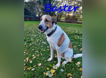 Baster geb. 10/2021 (in Deutschland) - sportlicher, verschmuster und aufmerksamer Rüde!