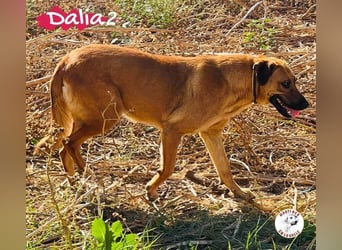 Dalia2 geb. 10/2018 (ESP) - verspielte, sanfte und zurückhaltende Hündin!