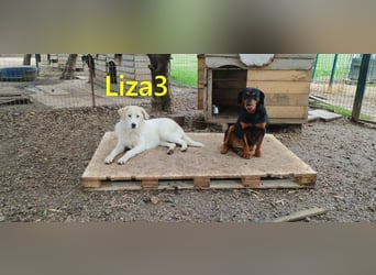 Liza3 geb. 03/2025 (GRC) - verspielte und neugierige Griechische Schäferhund Mix Welpin!