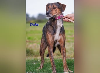 Duke geb. 02/2021 (GRC) - sensibler Rüde möchte endlich das Tierheim verlassen!