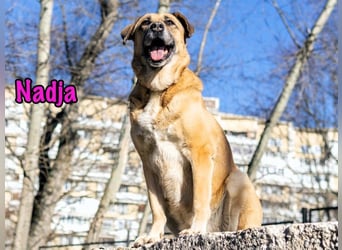 Nadja geb. 01/2017 - treue und verschmuste Hündin mit goldenem Herz!