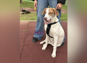 Nikki geb. 03/2025 (GRC) - verträgliche, süße und lernwillige Maus sucht ein Zuhause!