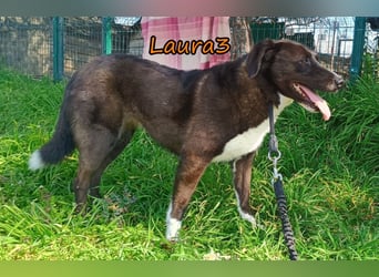 Laura3 geb. 06/2019 (GRC) - schüchterne Schönheit wünscht sich ein ruhiges Zuhause!