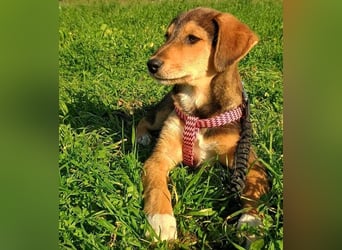 Vega2 geb. 08/2025 (GRC) - zärtliche und anhängliche Welpin!