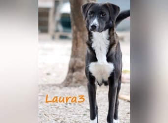 Laura3 geb. 06/2019 (GRC) - schüchterne Schönheit wünscht sich ein ruhiges Zuhause!