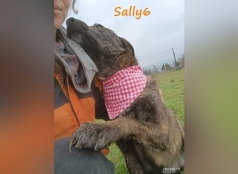 Sally6 geb. 2020 (GRC) - sanftmütige, ruhige und liebenswerte, wunderschöne Hündin!