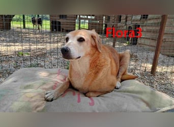 Flora3 geb. 06/2015 (GRC) - soziale Hundedame hat endlich etwas Liebe verdient!
