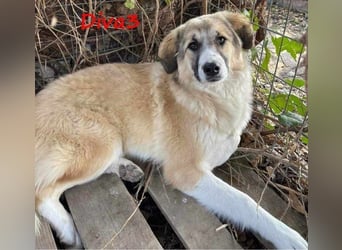 Diva3 geb. 07/2023 (GRC) - lebensfrohe, liebe und verspielte Junghündin!