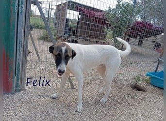 Felix geb. 02/2022 (GRC) - geselliger, verschmuster und freundlicher, junger Rüde!