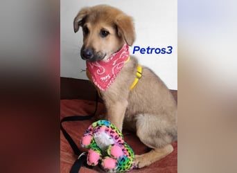 Petros3 geb. 12/2024 (GRC) - ausgeglichener, freundlicher und geselliger Welpe!