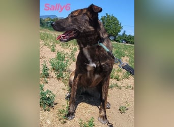 Sally6 geb. 2020 (GRC) - sanftmütige, ruhige und liebenswerte, wunderschöne Hündin!