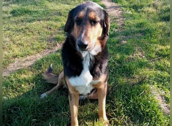 Victor geb. 07/2023 (GRC) - wunderschöner und menschenbezogener Junghund!