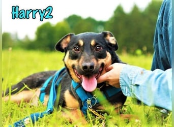 Harry2 geb. 12/2021 - ein Engel auf 4 Pfoten!