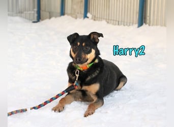 Harry2 geb. 12/2021 - ein Engel auf 4 Pfoten!