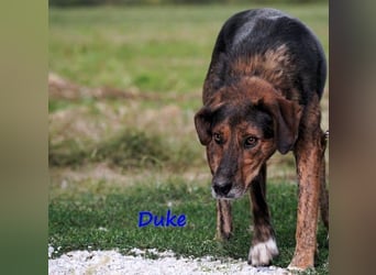 Duke geb. 02/2021 (GRC) - sensibler Rüde möchte endlich das Tierheim verlassen!