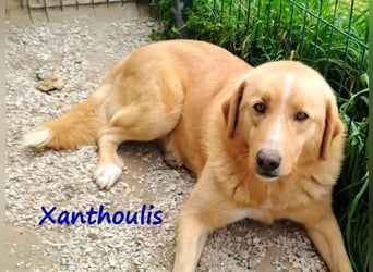 Xanthoulis geb. 01/2019 (GRC) - kluger, fröhlicher und menschenbezogener Rüde!