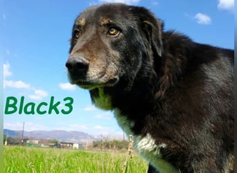 Black3 geb. 03/2019 (GRC) - sanfter, liebevoller und verschmuster Rüde!