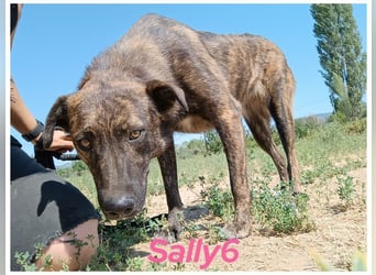 Sally6 geb. 2020 (GRC) - sanftmütige, ruhige und liebenswerte, wunderschöne Hündin!