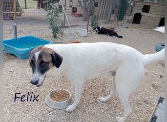 Felix geb. 02/2022 (GRC) - geselliger, verschmuster und freundlicher, junger Rüde!