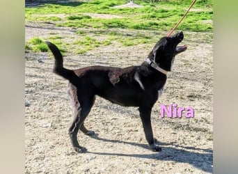 Nira geb. 05/2025 (ESP) - ausgeglichene Junghündin verdient endlich ihre Chance!