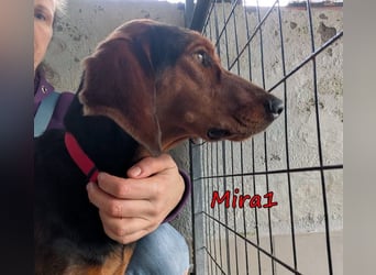 Mira1 geb. 08/2024 (GRC) - menschenbezogene Jagdhund-Mix Dame sucht ein Zuhause!