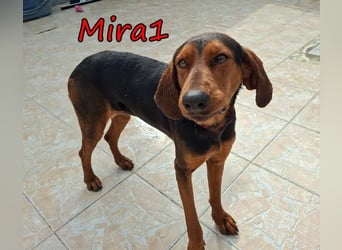 Mira1 geb. 08/2024 (GRC) - menschenbezogene Jagdhund-Mix Dame sucht ein Zuhause!
