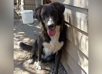 Laura3 geb. 06/2019 (GRC) - schüchterne Schönheit wünscht sich ein ruhiges Zuhause!