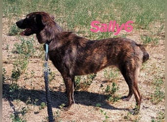 Sally6 geb. 2020 (GRC) - sanftmütige, ruhige und liebenswerte, wunderschöne Hündin!