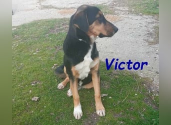 Victor geb. 07/2023 (GRC) - wunderschöner und menschenbezogener Junghund!