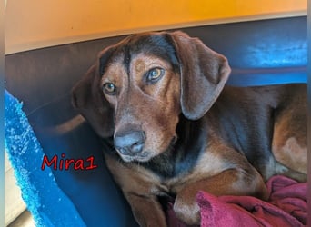 Mira1 geb. 08/2024 (GRC) - menschenbezogene Jagdhund-Mix Dame sucht ein Zuhause!