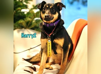 Harry2 geb. 12/2021 - ein Engel auf 4 Pfoten!