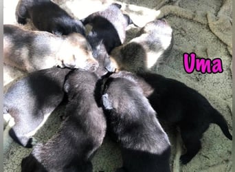 Uma geb. 03/2025 - freundliche und liebevolle Junghündin!