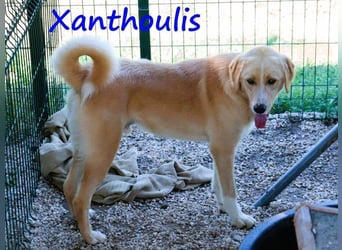 Xanthoulis geb. 01/2019 (GRC) - kluger, fröhlicher und menschenbezogener Rüde!