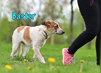 Baster geb. 10/2021 (in Deutschland) - sportlicher, verschmuster und aufmerksamer Rüde!